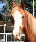 Levi