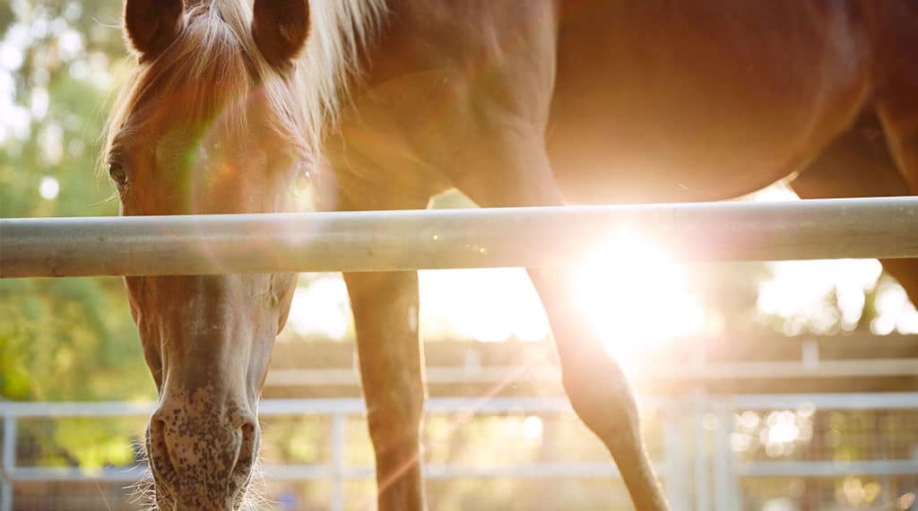 What Is Equine Therapy and Why Does EquineAssisted Therapy Work?